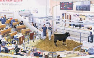 セリ価格の下落が続き、子牛生産農家には厳しい一年となった＝2023年11月14日、八重山家畜市場
