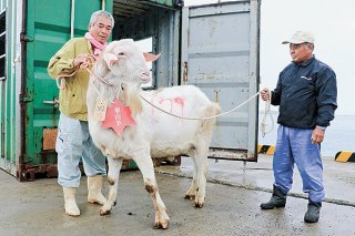 第2回石垣島山羊まつりで展示される大型のヤギ。実行委員がイベントを盛り上げていく＝2月9日、石垣港