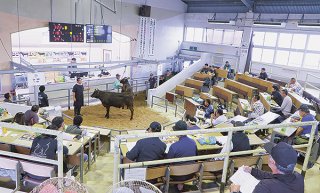 価格が低迷し、重苦しい雰囲気の中で行われた5月セリ＝14日午前、八重山家畜市場